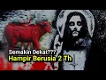 SAPI MERAH, lembu merah ini untuk apa? sehingga banyak orang yang membicarakannya - HikmahTV Media