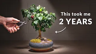 I Grew a Bonsai Tree From Seed