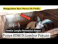Download Lagu Baru Muncul Ke Publik, Domba Langka Bertanduk Empat Punya KDM Di Lembur Pakuan