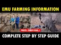Emu Bird Farming How to start Emu Farming Business