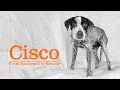 Cisco Senior German Shorthaired Pointer s Journey from Backyard to Rescue