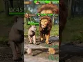 Download Lagu Lion Cub Hunts Alone to Avenge Mother Against a Tiger #lion #tiger #animals #games