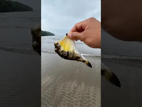 Another precious life saved and returned to the ocean 🥹