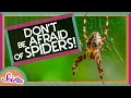 Don't Be Afraid of Spiders! | Amazing Animals | Backyard Science | SciShow Kids