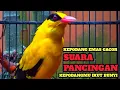 Download Lagu Burung kepodang emas gacor SUARA PANCINGAN KEPODANG AGAR BUNYI