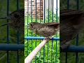 Download Lagu flamboyan gacor #birds #tweet #flamboyangacor #flamboyan #burungunik #burungmasteran #bankkicau
