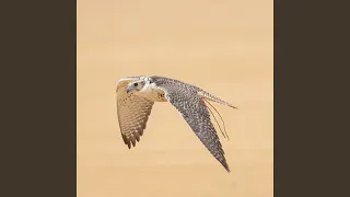 متى على الله يطلع سهيل 