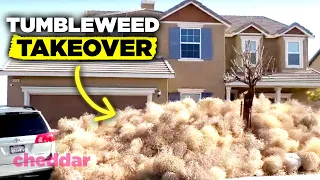 Download Tumbleweeds Are Invading The U.S. And It's A Real Problem - Cheddar Explains MP3