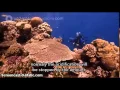 Download Lagu The barrier reef