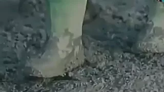 محمد شيخ غالي غالي دايما على بالي دندنها