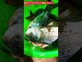Download Lagu kuch memories ||gaon ki kuch pal || 🐠🐋🐟||#trending #new #viralshort #fish #nature