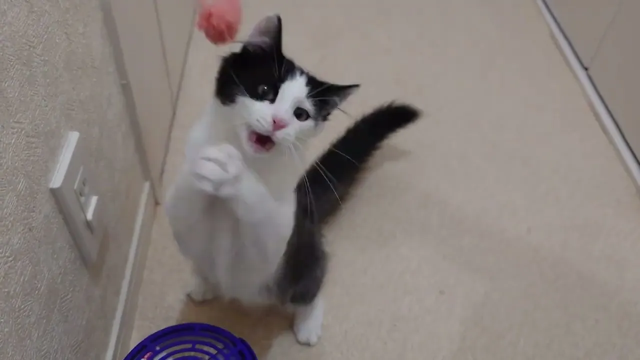 動画