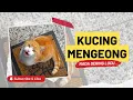Download Lagu Nada Dering Terbaru Untukmu, Kucing Mengeong Beda Dari Sebelumnya