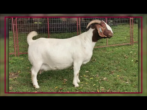 Download MP3 Eastern Cape Boer Goat Club Sale