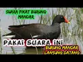Download Lagu suara pikat burung mandar