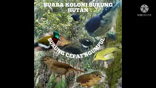 suara koloni burung hutan