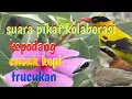 Download Lagu suara pikat kepodang cucak kopi trucukan