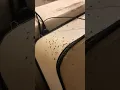 Download Lagu Get rid of bed bugs crawling on your mattress