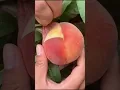 Cara Kupas Buah Persik 🍑 (Peach Fruit) #shorts #shortsbuah #buah #peach