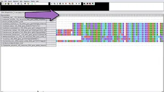 Tutorial Mulitple Sequence Alignment