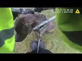 Greenville County deputy rescues dog