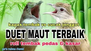 kombinasi masteran kapas tembak vs cucak jenggot besetan tajam tembakan kasar