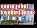 Download Lagu suara pancingan lovebird lepas#suara pikat lovebird lepas#seputarlovebird #lovebirdmania .