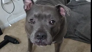 Zeusy The Talking Pitty is live! 9/19/26
