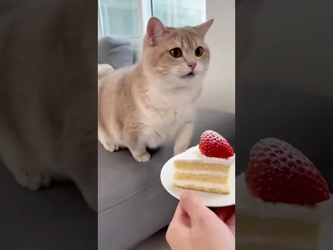 π± Those Eyes Say Everything π» | #CuteCat #PetShorts #CatVideo #FoodieCat #CatReaction