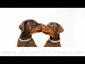 Cute Doberman PUPPIES