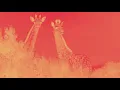 sbtrkt & little dragon - wildfire (ⲥ ⲉ r ⲉ ⲃ r ⲁ l - i f i e d) // slowed + reverb