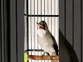 Download Lagu Burung Langka. Burung Viral. Brinji Kelabu Gacor