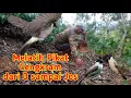 Download Lagu Trik Jitu... Melatih Pikat Kutilang Cengkram dari 0