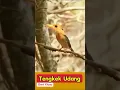Lagu TENGKEK UDANG , Suaranya Khas burung Empang #short #fyp