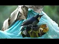 Download Lagu Notcopyright free HD video🥰🥰free downlod