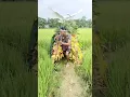 Download Lagu Pakriban cara cicém rayeuk jijak meuburô bak watèe seupot#vairal #video #130 milion#