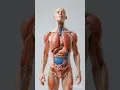 🍏No One#3d #human 🍎#body 🥦This Twist – Must Watch Video!