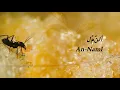 Download Lagu Surah An-Naml (ٱلنَّمْل) by Mishary Rashid Al Afasy