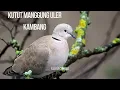 Download Lagu Gending Klenengan Jawa Klasik Uler Kambang Kutut Manggung Nonstop Uyon uyon  Jampi Sayah