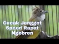 Lagu Cucak Jenggot Gacor Speed Rapat Isian Gereja Tarung Buat Masteran Murai Batu Kacer Cucak Ijo