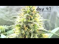 Ethos Genetics Full Update