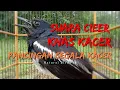 Download Lagu SUARA CIER KHAS KACER SANGAT AMPUH UNTUK TERAPI SEGALA JENIS KACER, KACER STRES MBISU BUNYI SEKETIKA