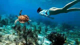 An Underwater PARADISE – S3EP8