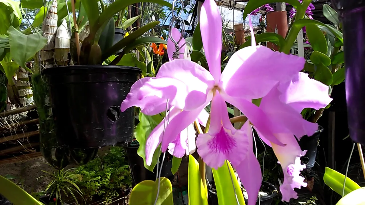 VEJA COMO EU ADUBO MINHAS ORQUÍDEAS E FLORAÇÃO DA CATLEYA LABIATA TIPO