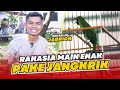 Lagu [CI JABRICK] Settingan Jangkrik buat cucak ijo JABRICK cak ijo tanpa ulet hongkong CUCAK IJO HoBi ID