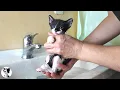Download Lagu First flea bath for a kitten… and she melted in the water