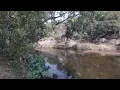 GOPR0120. Chinnar Wildlife Sanctuary. Langur Monkeys. Wildlife. Kerala Tamil Nadu Border. Trekking.