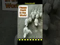 Download Lagu It seems like this is a ghost duck🦆#happy #duck #adorable #enjoy #pets #funnyvideo #funnyanimal