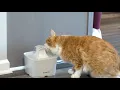 Premier Pet 60oz Fountain Quick Overview