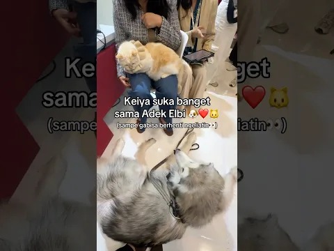 KEIYA KETEMU ADEK ELBI‼️🐶❤️🐱 #shorts